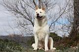 AKITA AMERICAIN 400